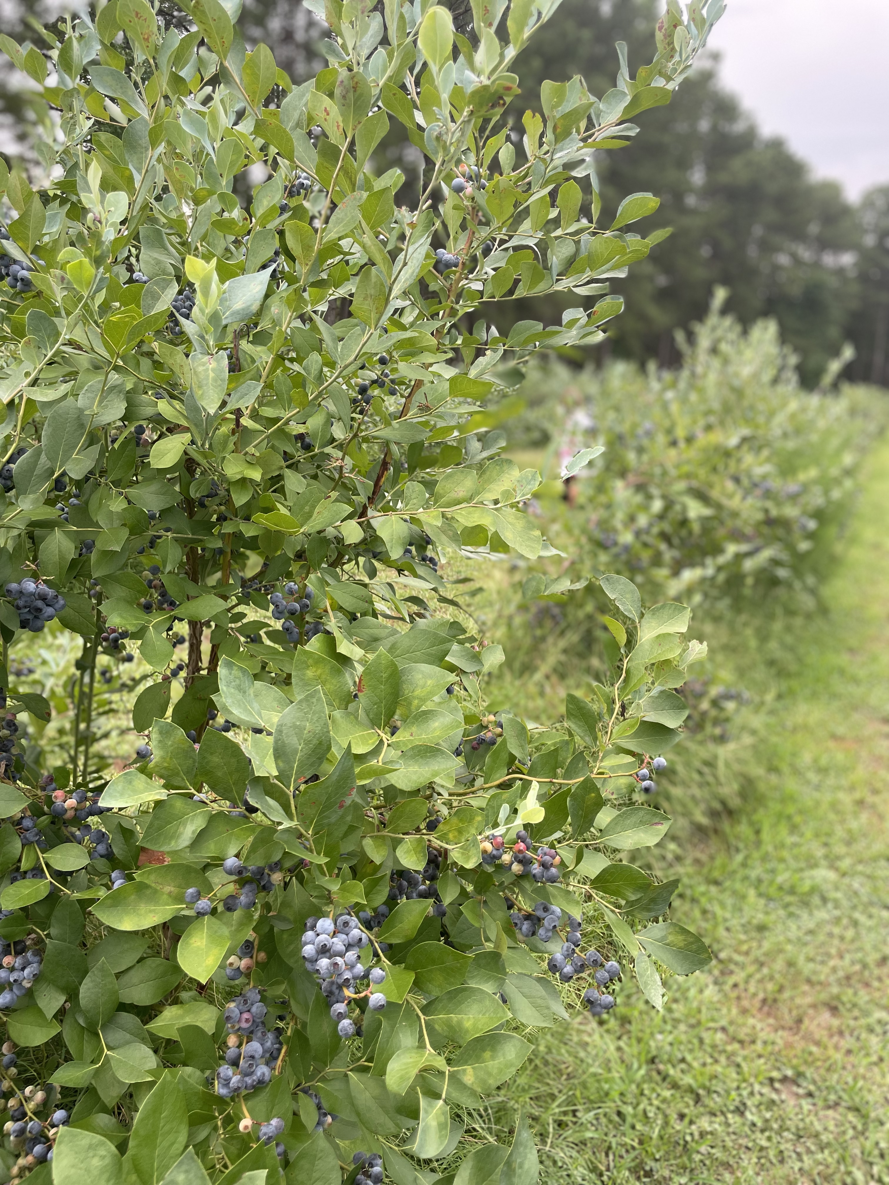 Wendell Blueberry Farm Blueberry Bushes | Wendell NC ( pic: teddslist.com )