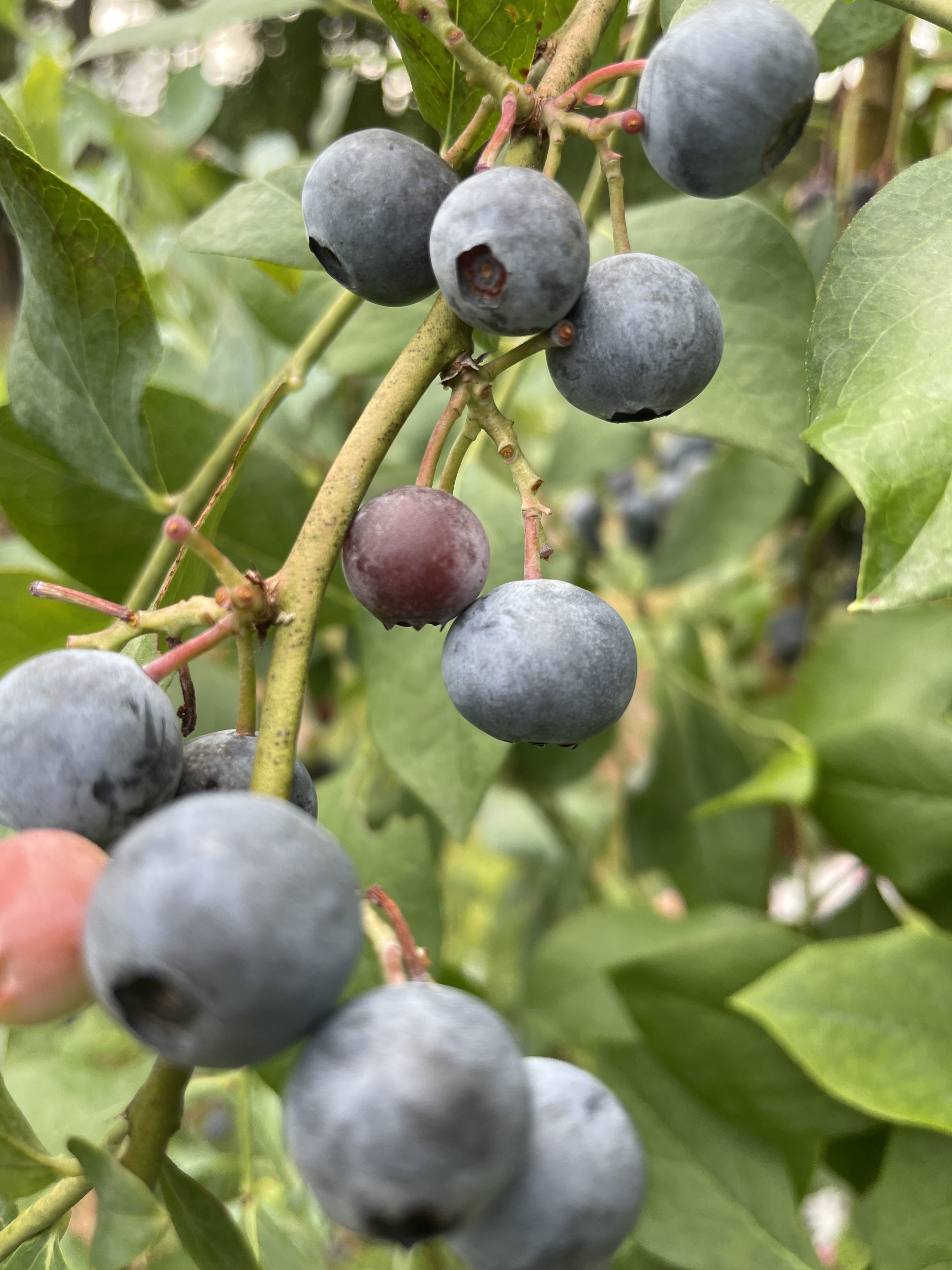 Pesticide Free NC U-Pick Blueberry Farm | Wendell Blueberry Farm | Wendell NC ( pic: teddslist.com ) Pesticide Free NC U-Pick Blueberry Farm | Wendell Blueberry Farm | Wendell NC ( pic: teddslist.com )