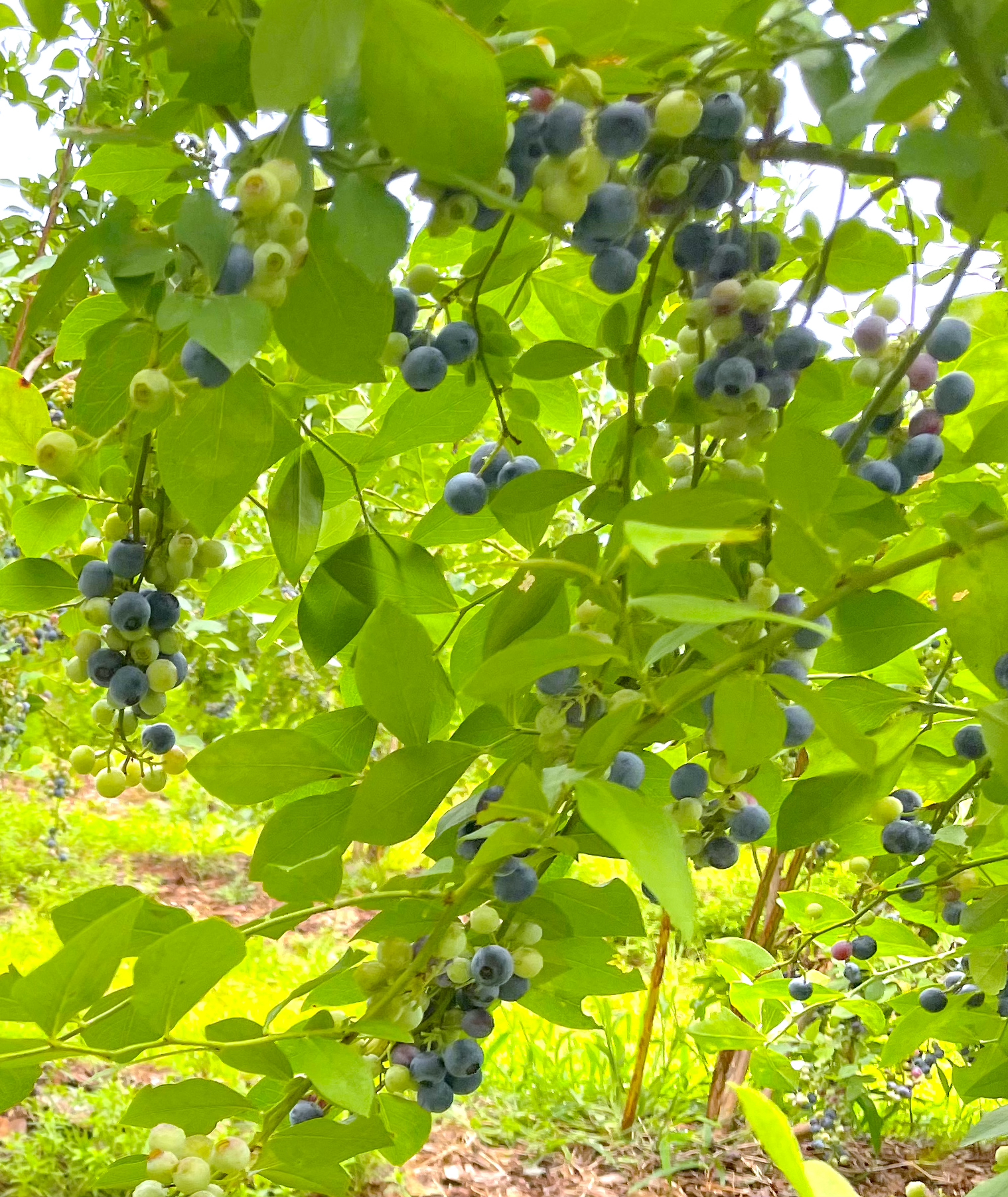 Wendell Blueberry Farm Blueberry Bushes NC | Wendell NC ( pic: teddslist.com )
