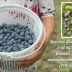 Permalink to Wendell Blueberry Farm | Pick-Your-Own Blueberries just 20 minute drive from Raleigh, Clayton, Knightdale, located in Wendell, NC