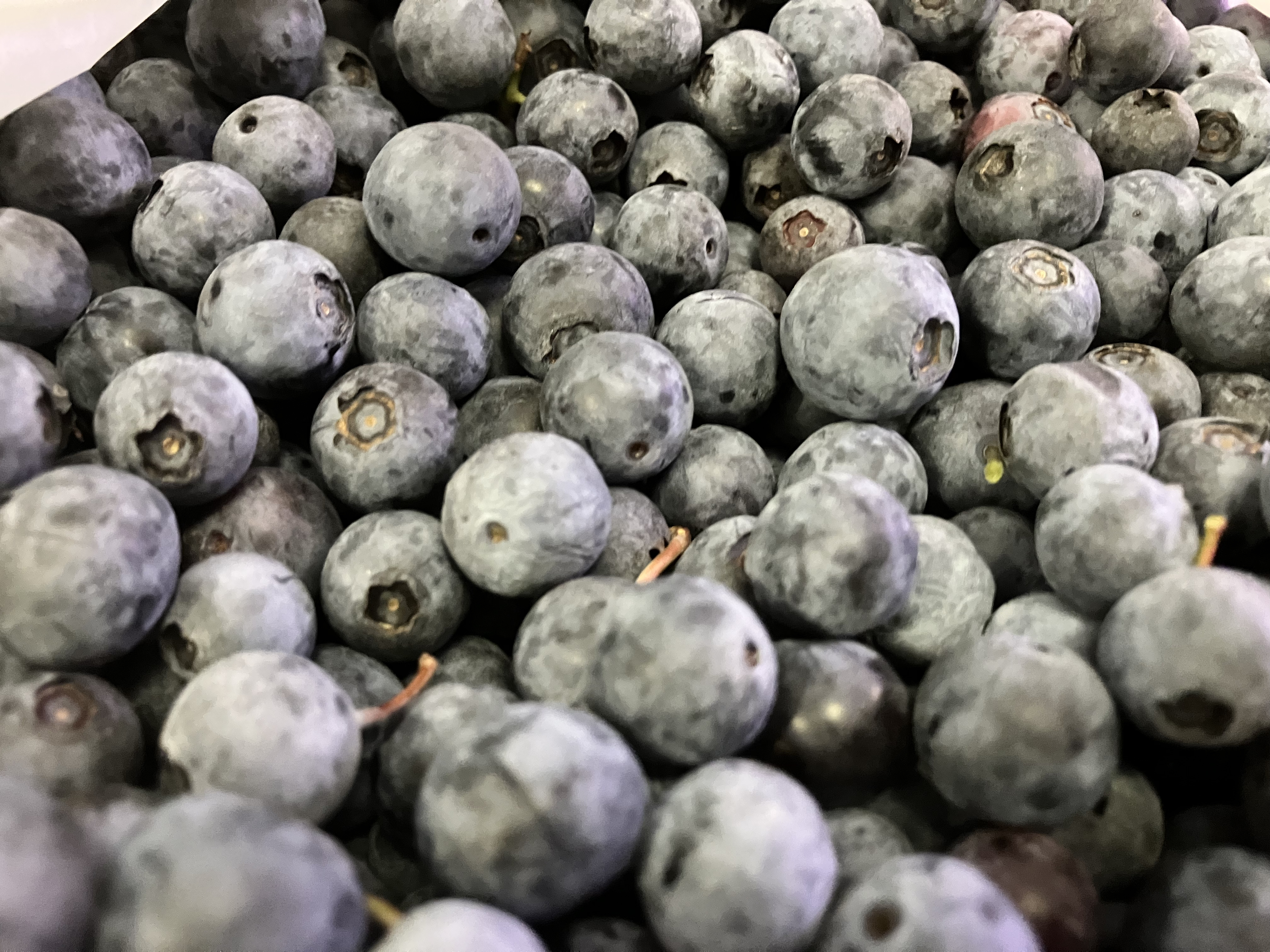 Pesticide Free Blueberry Farm NC | Wendell NC ( pic: teddslist.com )